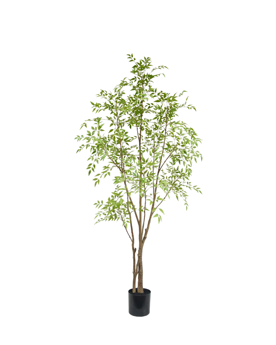 Nandina boom 210cm