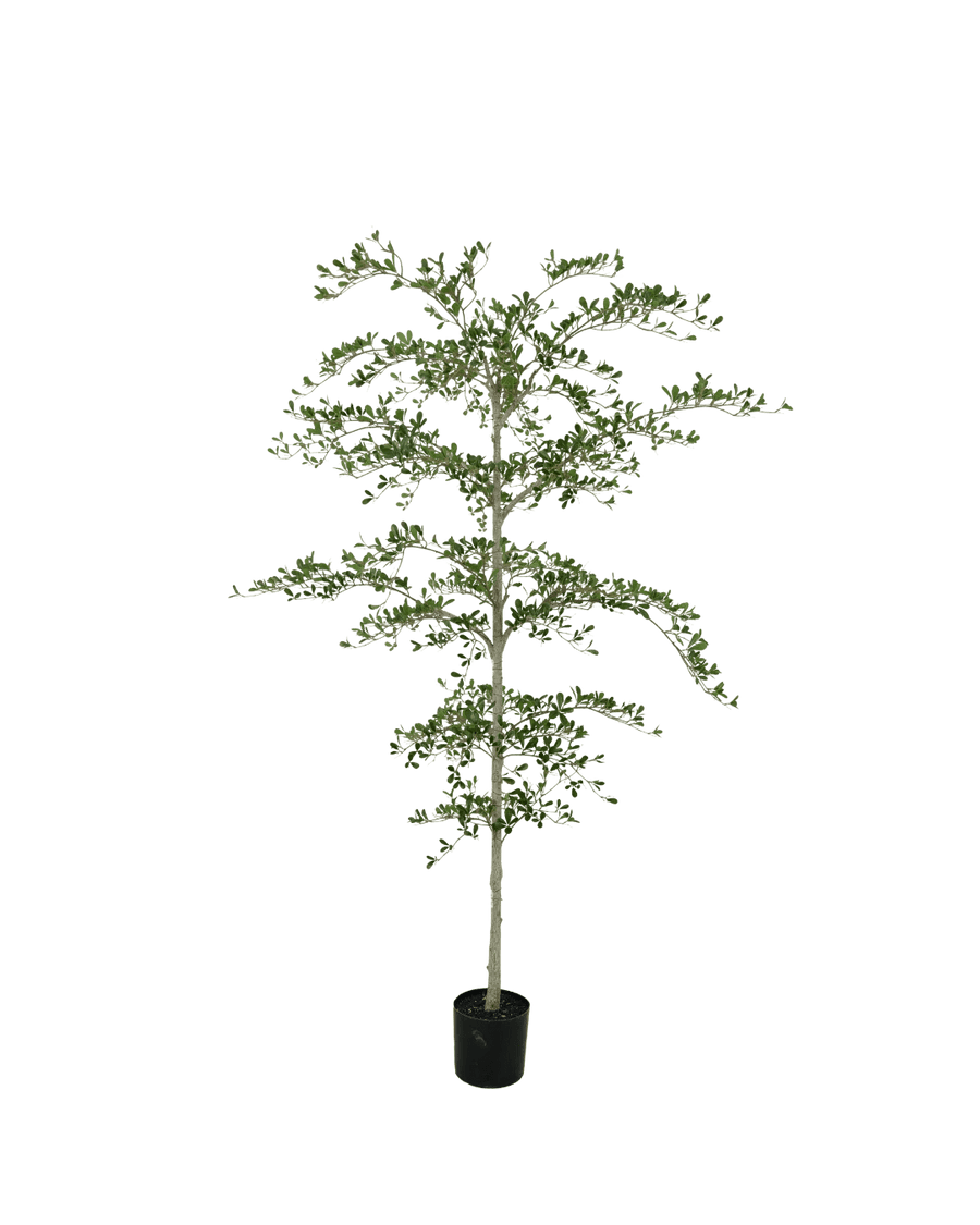 Black Olive kunstboom 210cm - Silk House