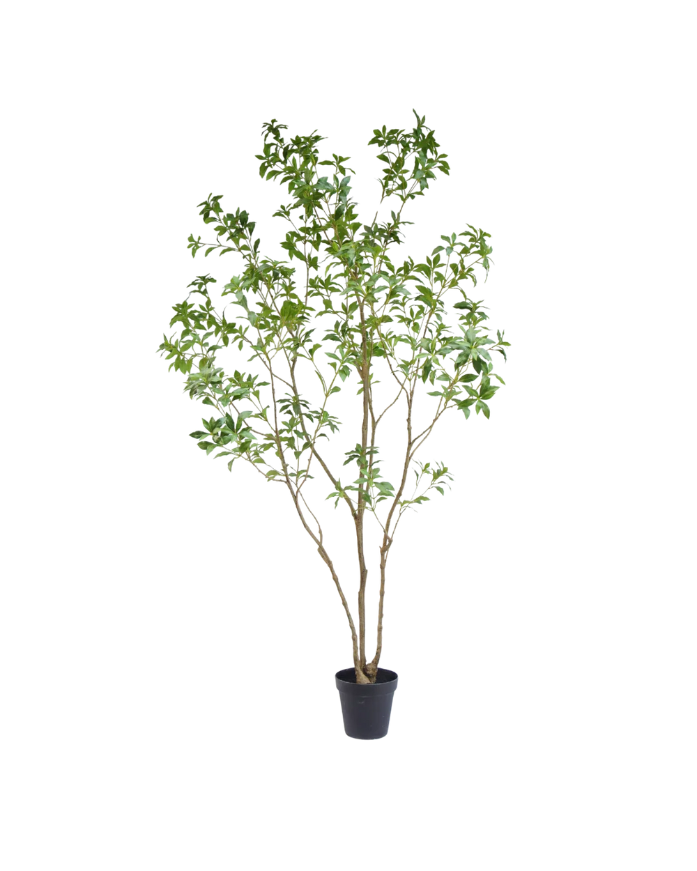 Pieris Japonica kunstboom 240cm