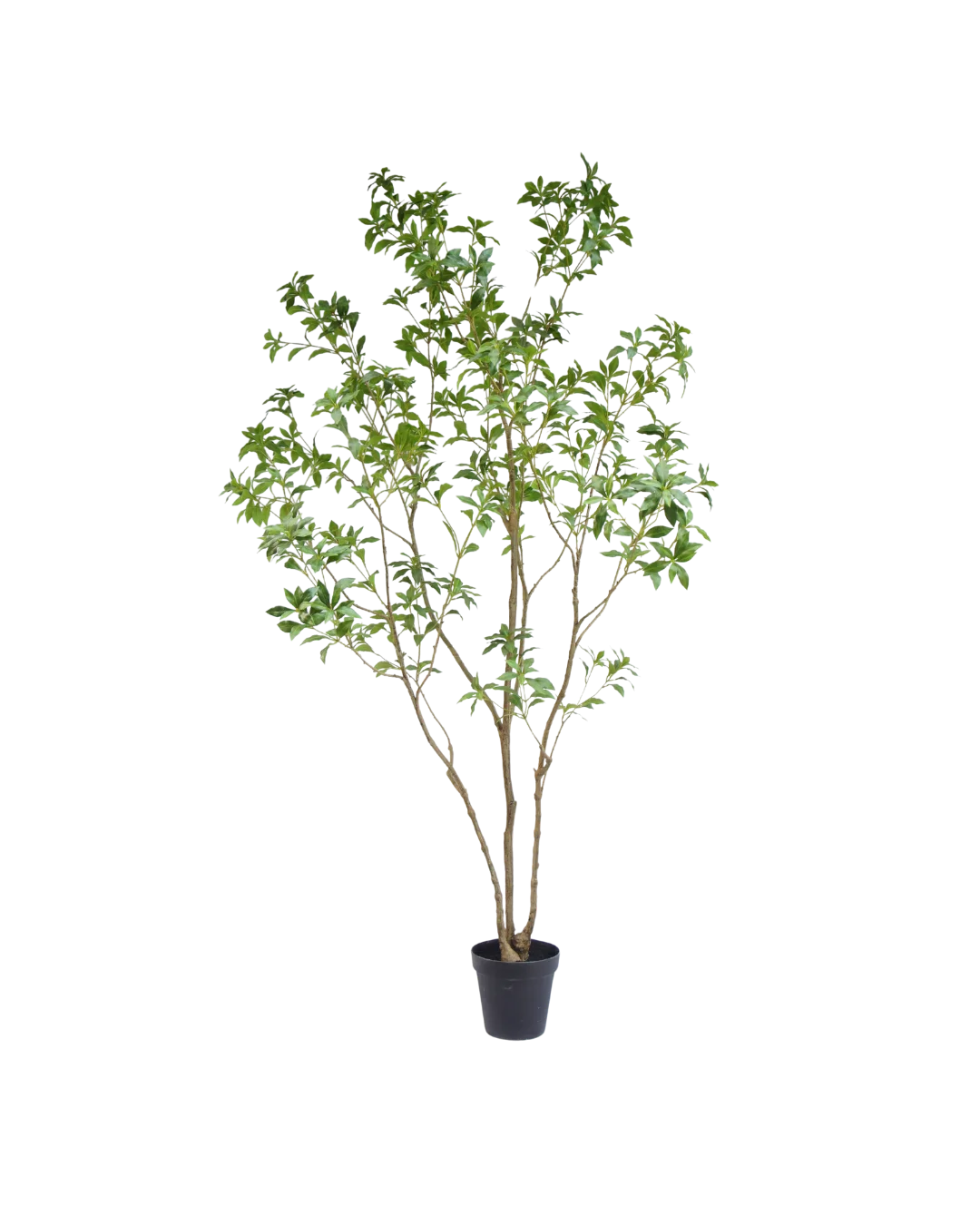 Pieris Japonica kunstboom 240cm