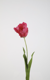 Tulp Parrot Roze