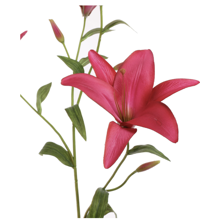 Hard roze tiger lelie
