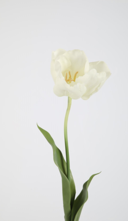 Witten tulp bloem