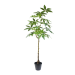 Schefflera boom 120cm