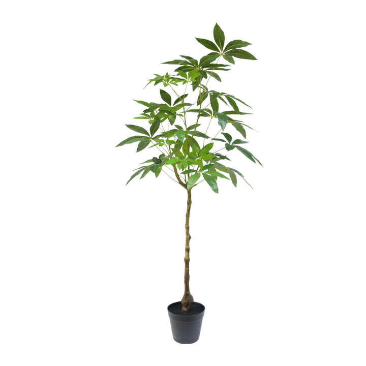 Schefflera boom 120cm