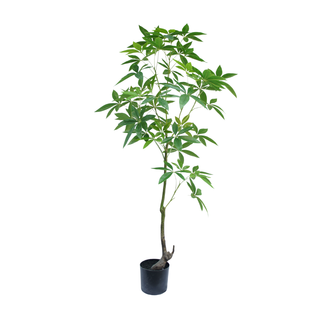 Schefflera boom 150cm
