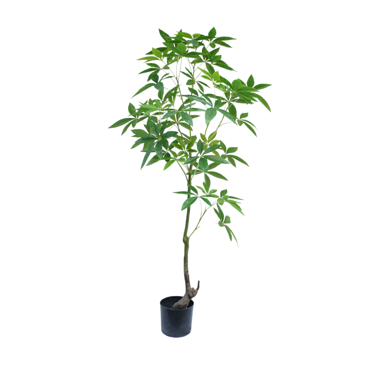 Schefflera boom 150cm