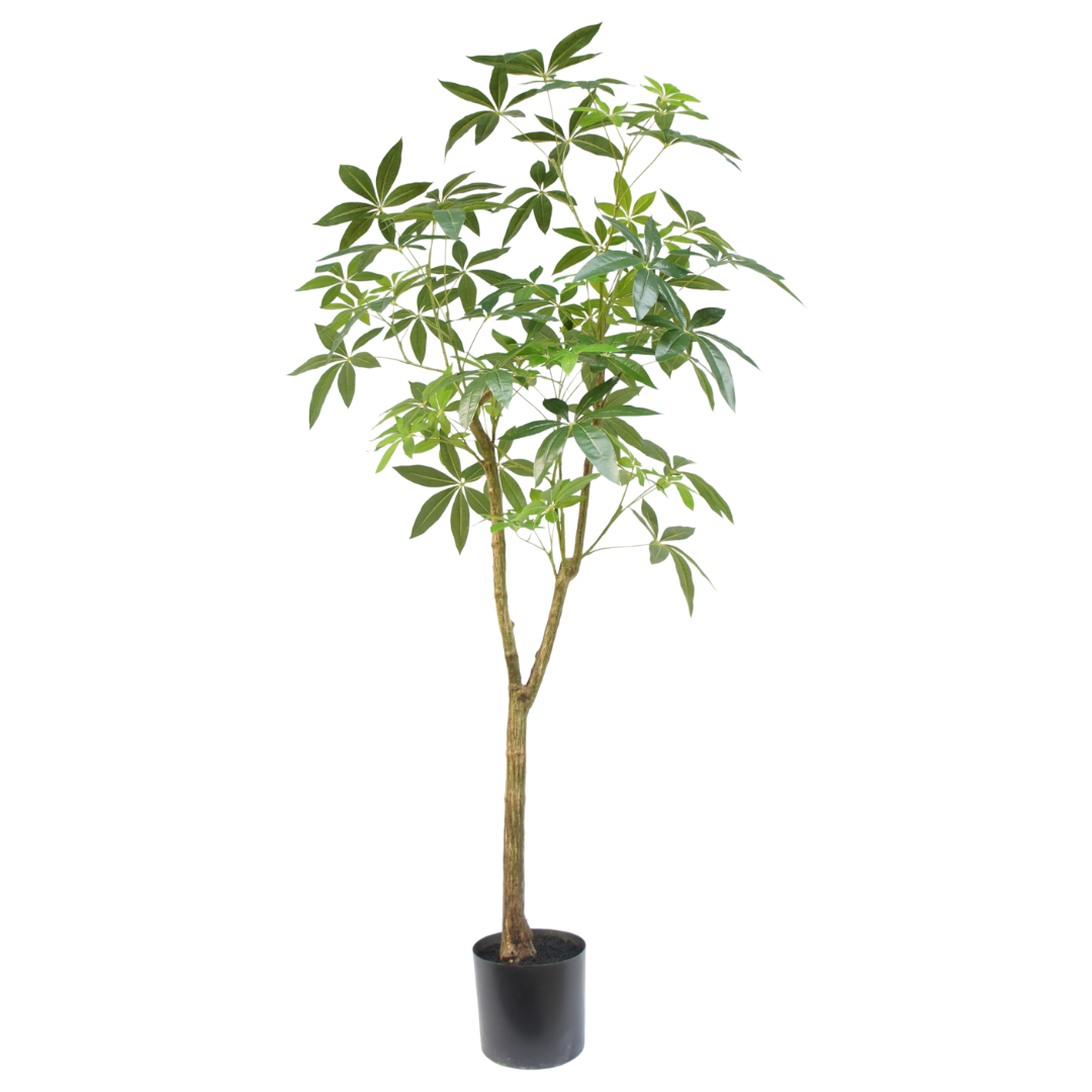 Schefflera boom 180cm