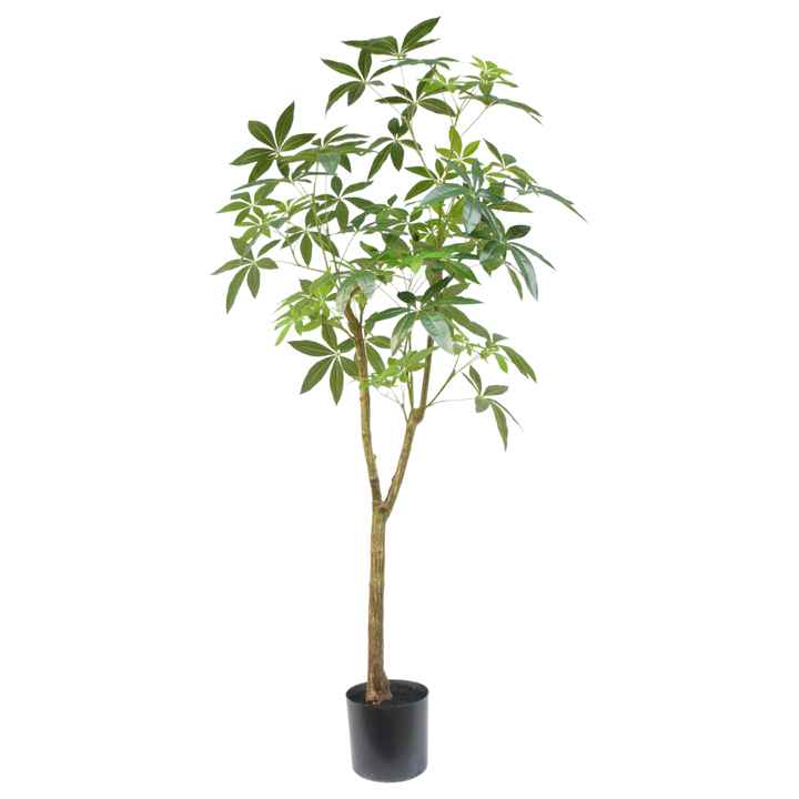 Schefflera boom 180cm