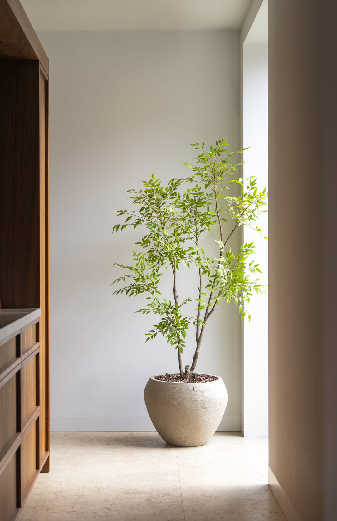 Nandina boom 180cm