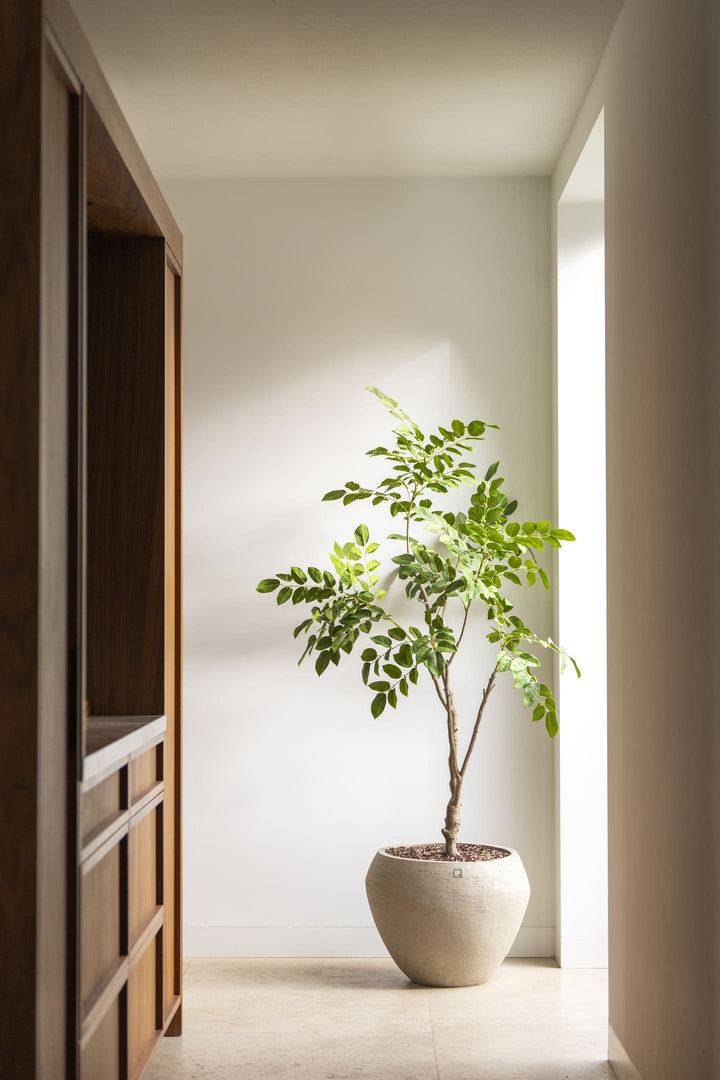 Sandalwood boom 180cm