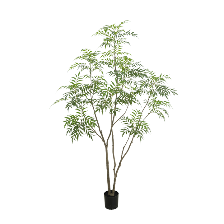 Bamboe boom 240cm