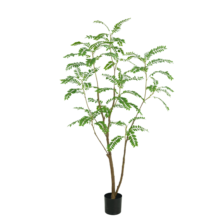 Mimosa boom 210cm