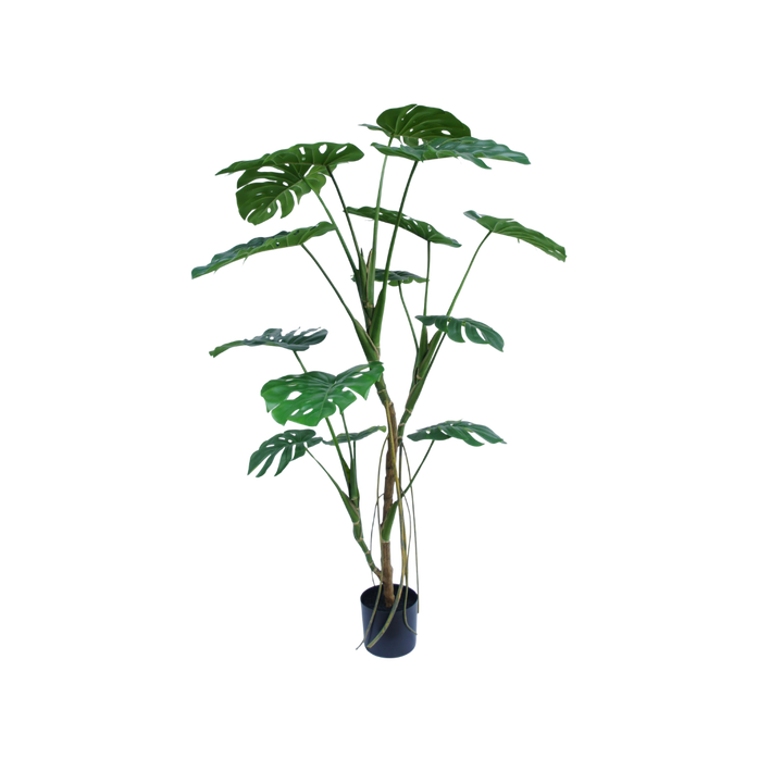 Monstera boom 150cm