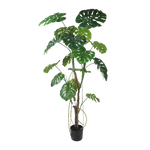 Monstera boom 180cm