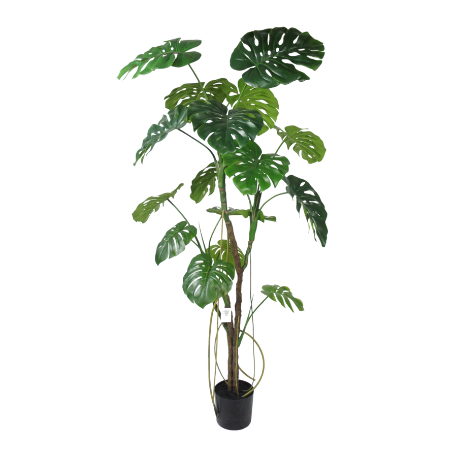 Monstera boom 180cm