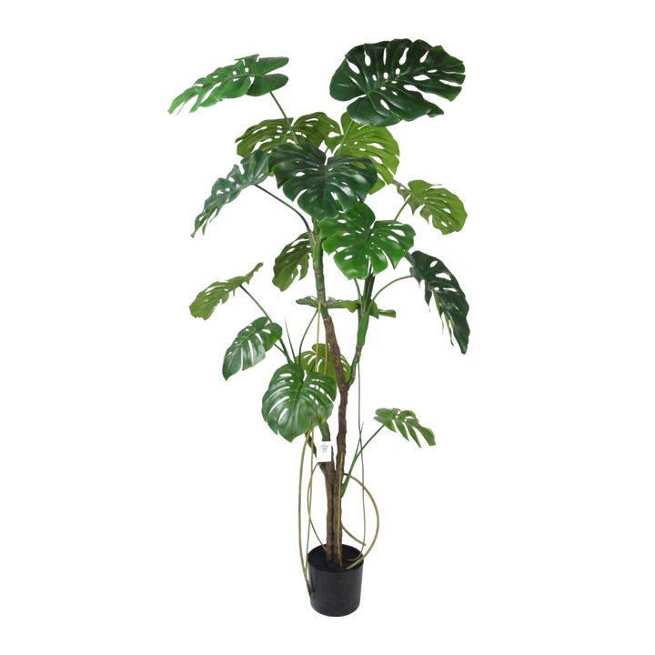 Monstera boom 180cm