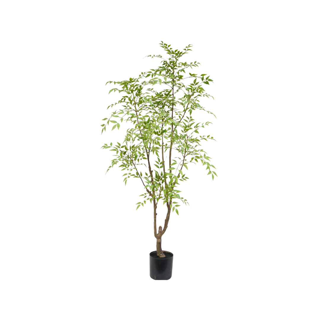Nandina boom 180cm