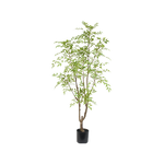Nandina boom 180cm