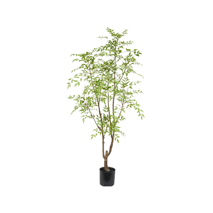 Nandina boom 180cm