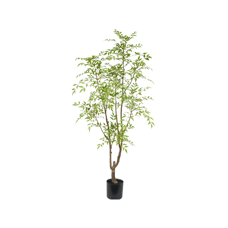 Nandina boom 180cm