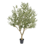 Olijf boom 250cm
