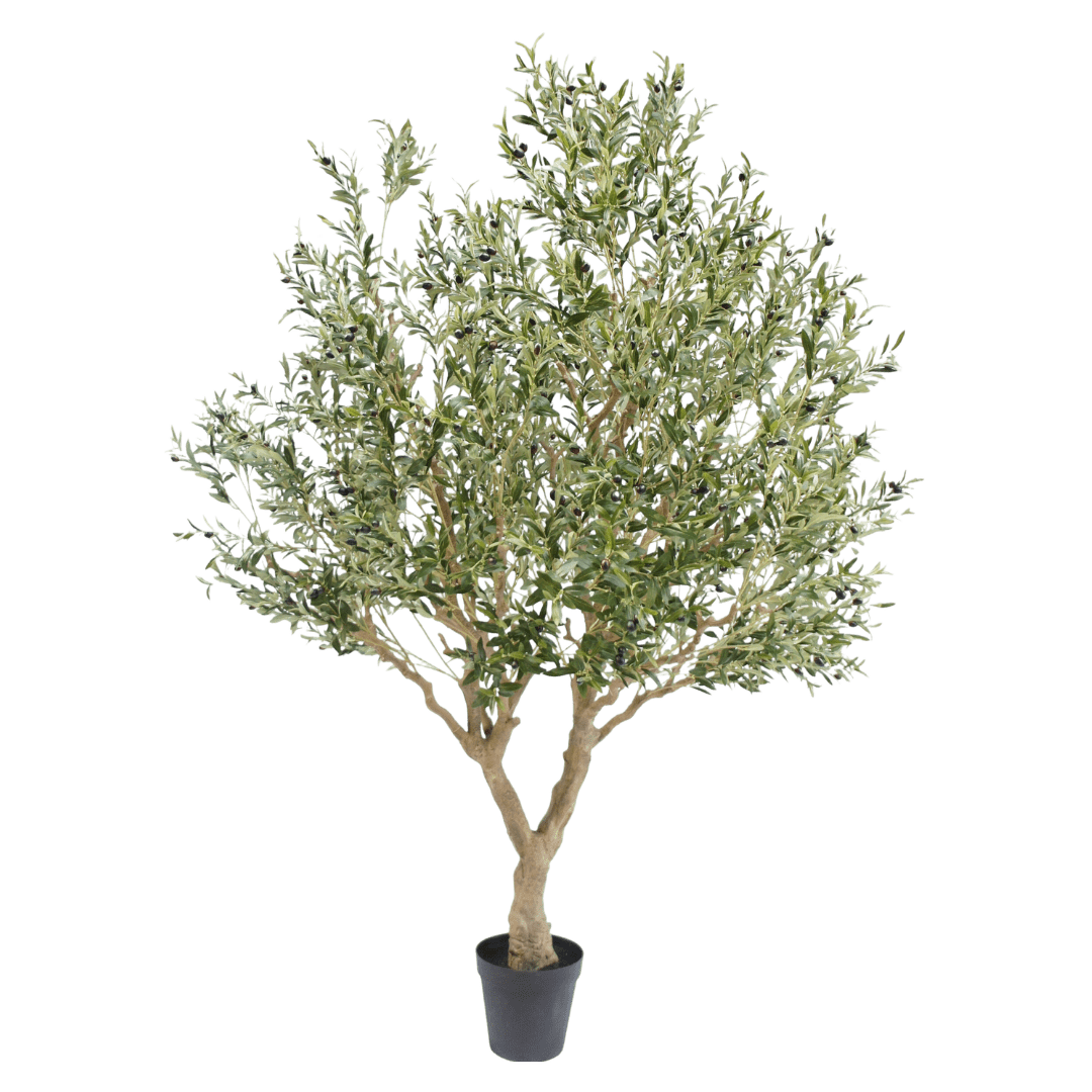 Olijf boom 250cm