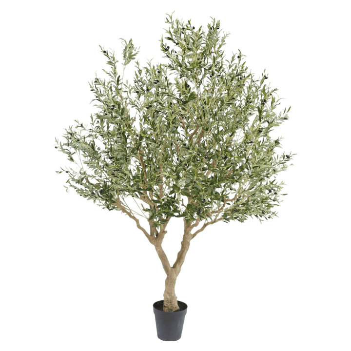 Olijf boom 250cm