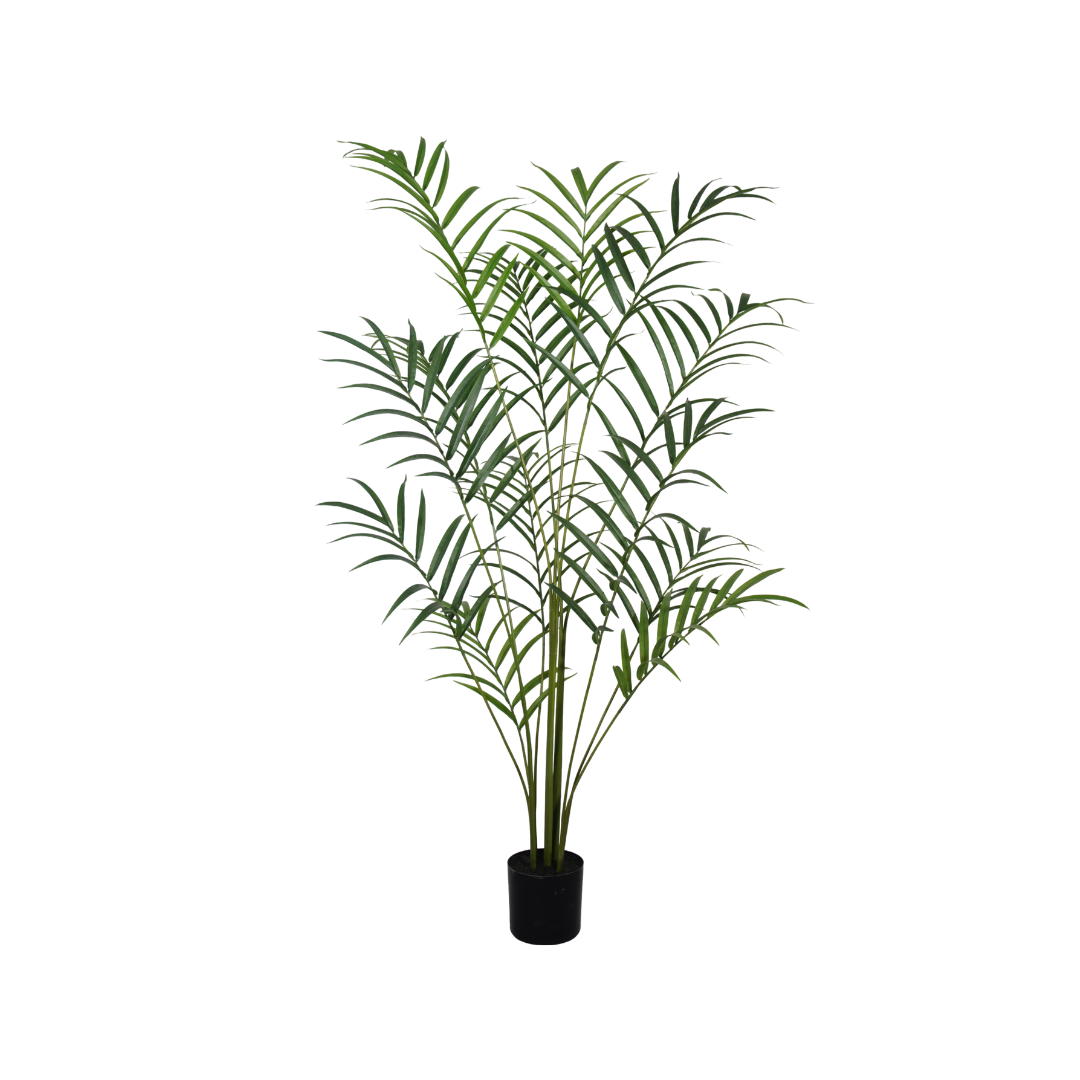 Palm plant 210cm