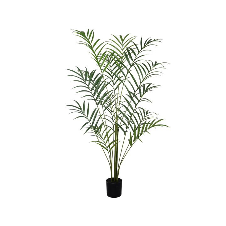 Palm plant 210cm