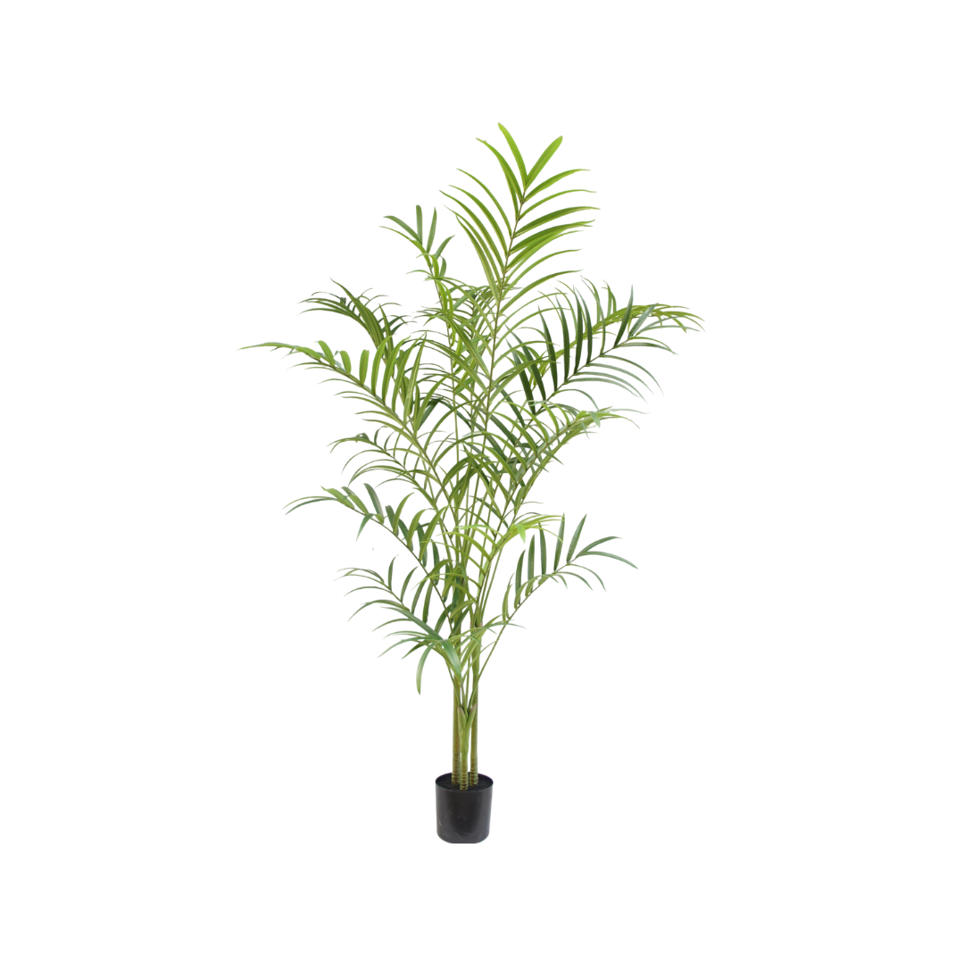 Palm plant 240cm