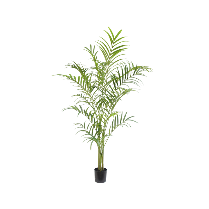 Palm plant 240cm