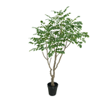 Sandalwood boom 240cm