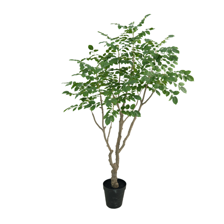 Sandalwood boom 240cm