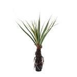 Tree Green Pandanus tree in pot 130x130x150cm PTMD